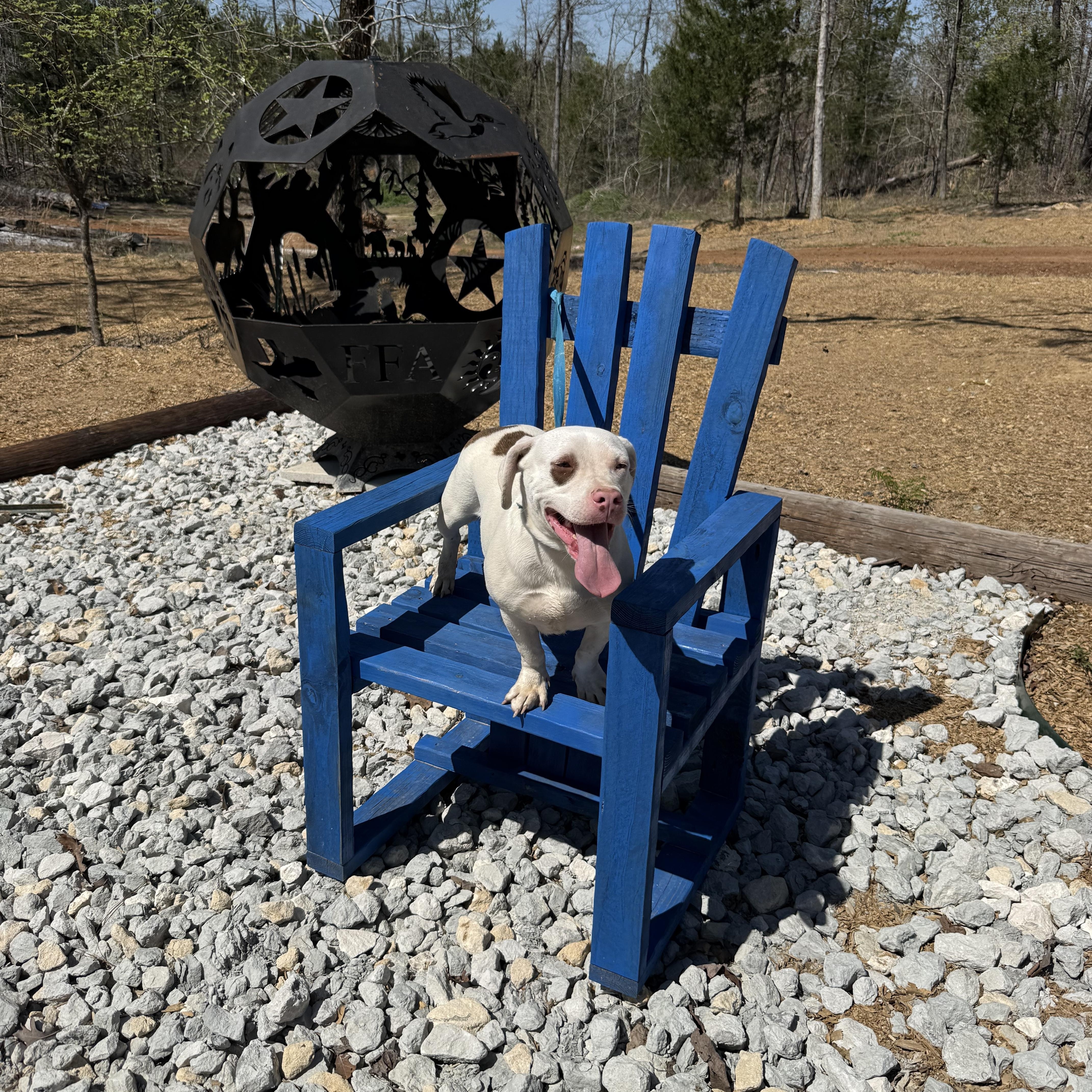 A young medium-sized male American Bulldog dog named Stimpy for adoption in Queen City, TX