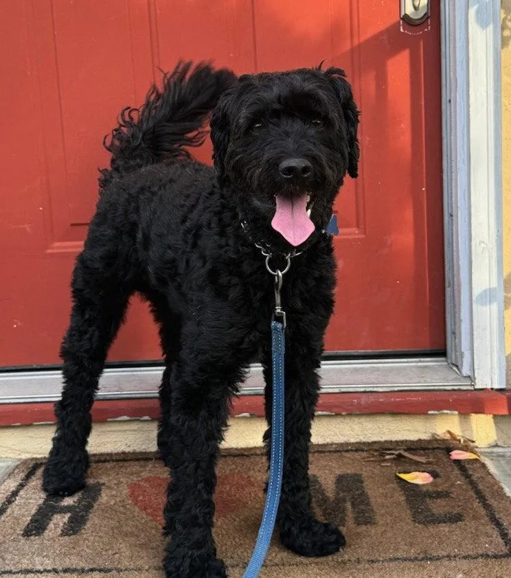 An adult small-sized male Bernese Mountain Dog dog named Filibuster for adoption in Palo Alto, CA