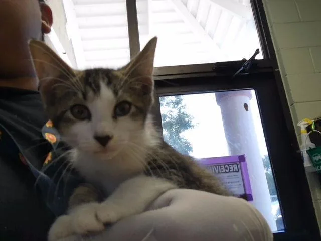 A baby small-sized male Domestic Short Hair cat named Microwave for adoption in Tulsa, OK