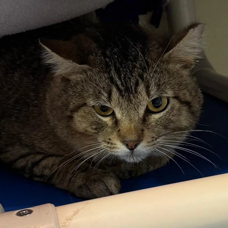 An adult large-sized male Brown / Chocolate Domestic Short Hair cat named Buff for adoption in Lakewood, CO