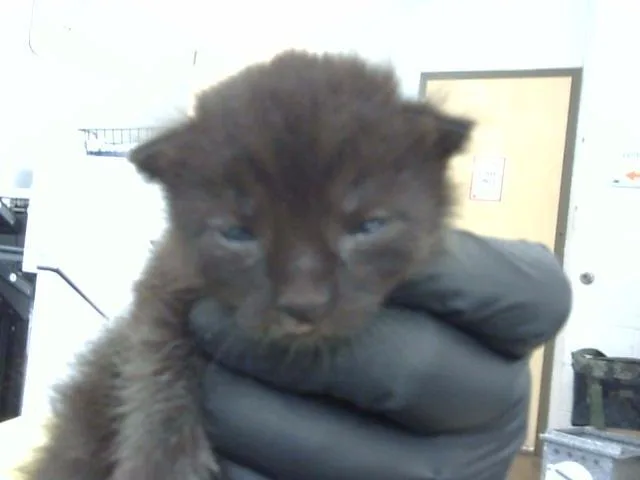 A baby medium-sized male Domestic Medium Hair cat named Melvin for adoption in Dallas, TX