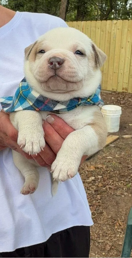 A baby large-sized male Pit Bull Terrier dog named Charles Lizman for adoption in Rockaway, NJ