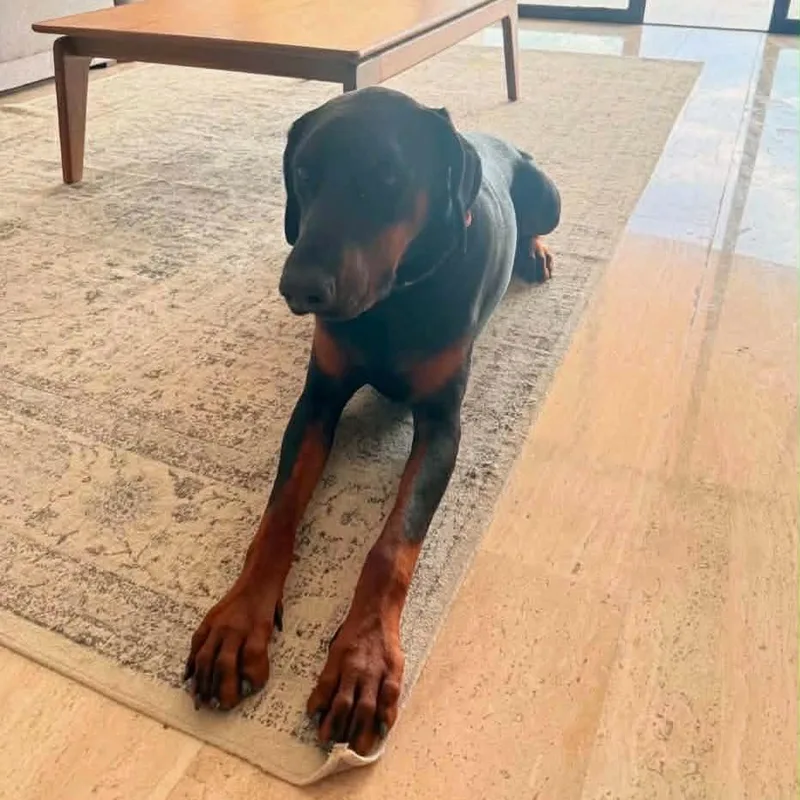 An adult large-sized male Black Doberman Pinscher dog named Dino Might for adoption in Northbrook, IL