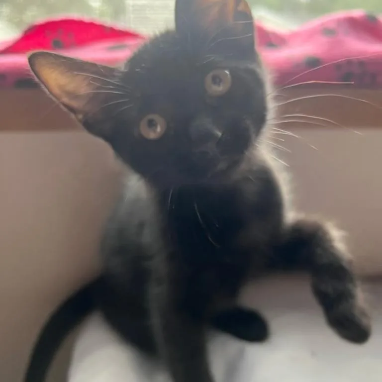 A baby small-sized female Black Domestic Short Hair cat named Cheetara for adoption in Conroe, TX