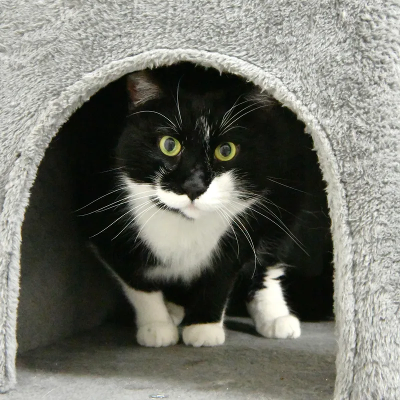 An adult extra large-sized male Black & White / Tuxedo Domestic Short Hair cat named Boo for adoption in Fairhope, AL