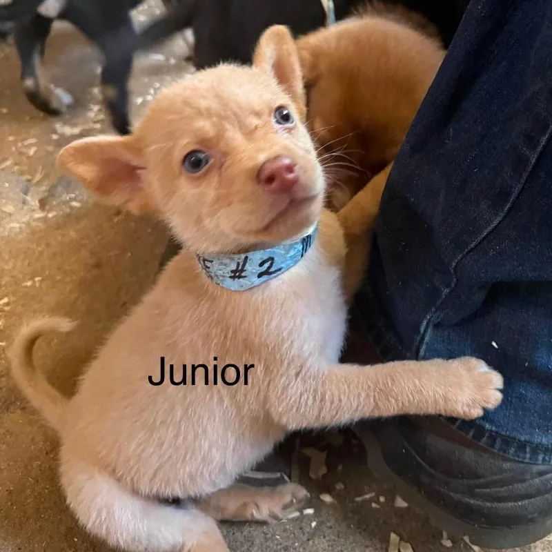 Junior