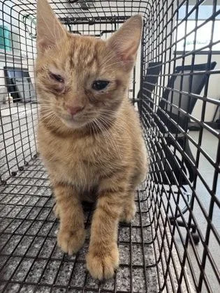 A baby small-sized male Domestic Short Hair cat named Naranja for adoption in West Chester, PA