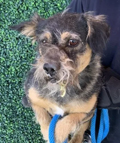 A baby small-sized male Black Terrier dog named 61070429 for adoption in El Paso, TX