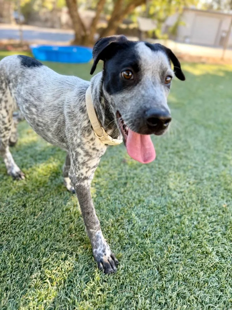 A baby medium-sized male Australian Cattle Dog / Blue Heeler dog named Ridge for adoption in Chico, CA