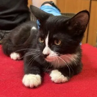 A baby small-sized male Domestic Short Hair cat named Stevie for adoption in Murray, UT