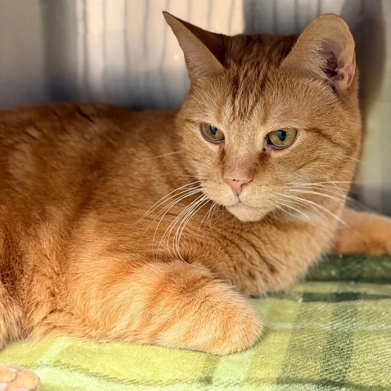 Deangelo thumbnail 2