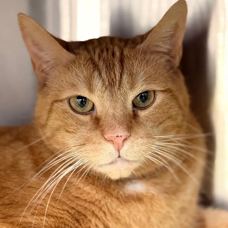 Deangelo thumbnail 3