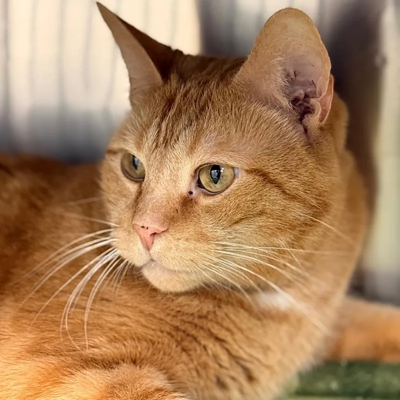 Deangelo thumbnail 4