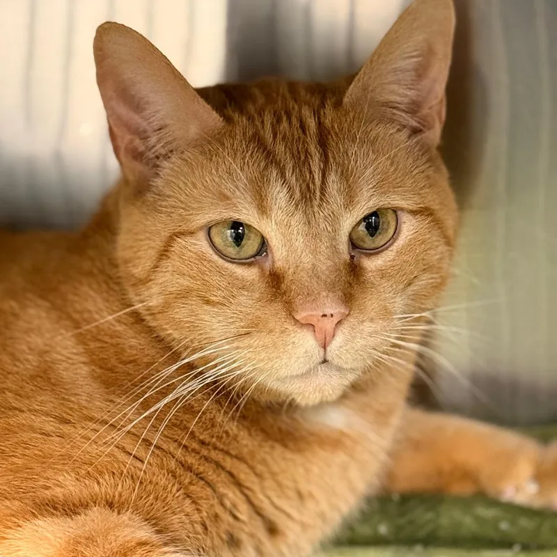 Deangelo thumbnail 5