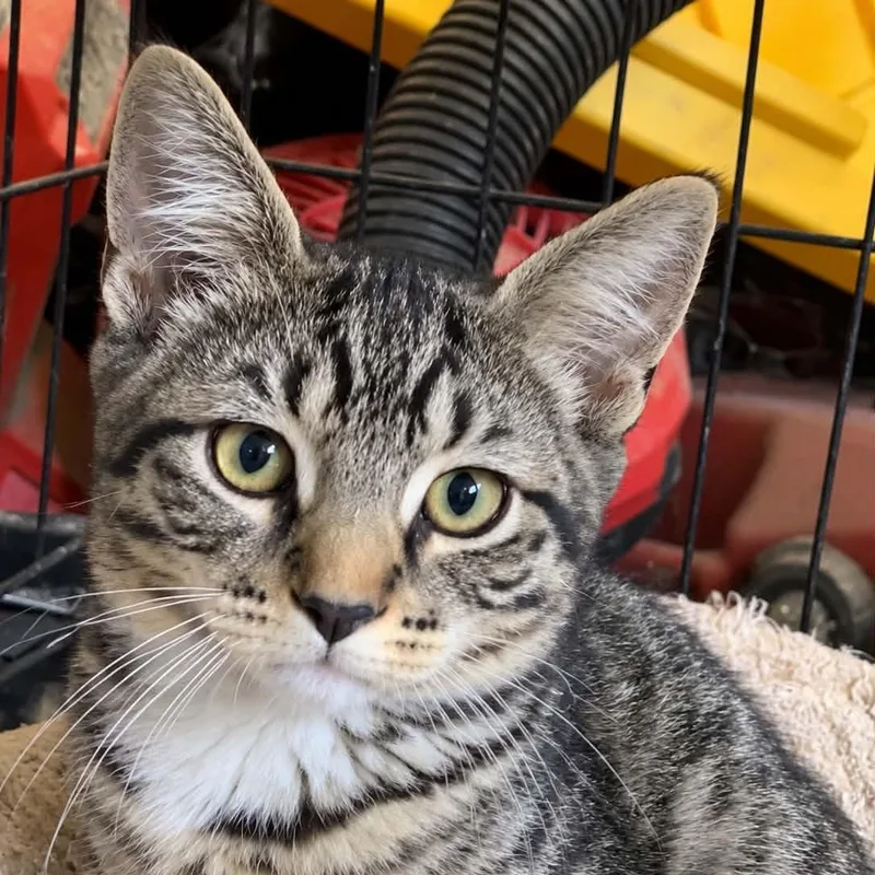 A baby small-sized male Tabby (Brown / Chocolate) Domestic Short Hair cat named Jukebox for adoption in Antioch, CA