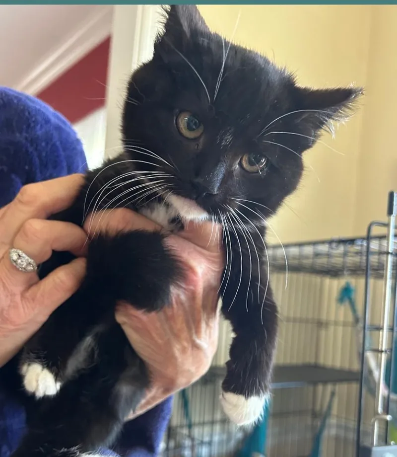 A baby medium-sized female Black & White / Tuxedo Domestic Short Hair cat named Holly & Molly for adoption in Fort Oglethorpe, GA