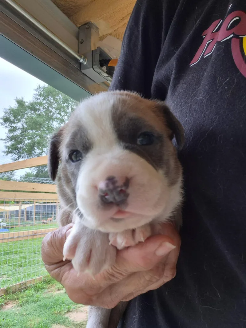 A baby medium-sized female Gray / Blue / Silver Border Collie dog named Olivia for adoption in Livingston, TX