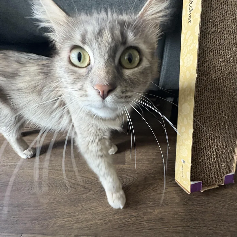 A young medium-sized female Tabby (Buff / Tan / Fawn) Domestic Short Hair cat named Billie for adoption in Springfield, OR