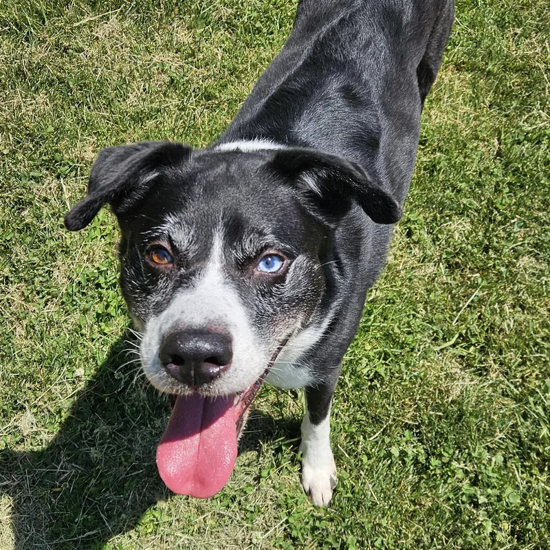 An adult large-sized male Black Labrador Retriever dog named Toby for adoption in Benton Harbor, MI