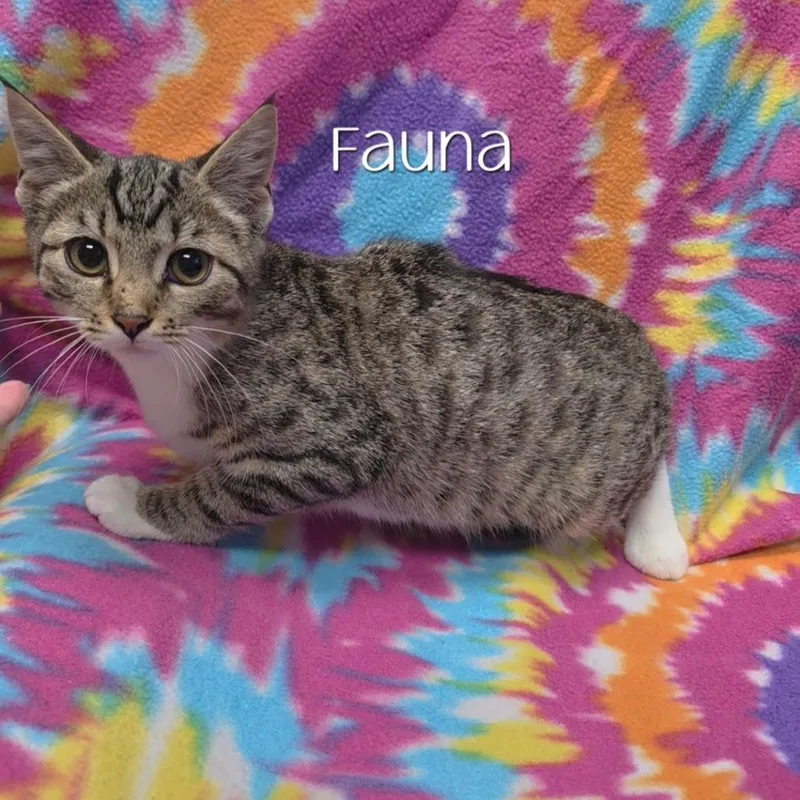 Fauna