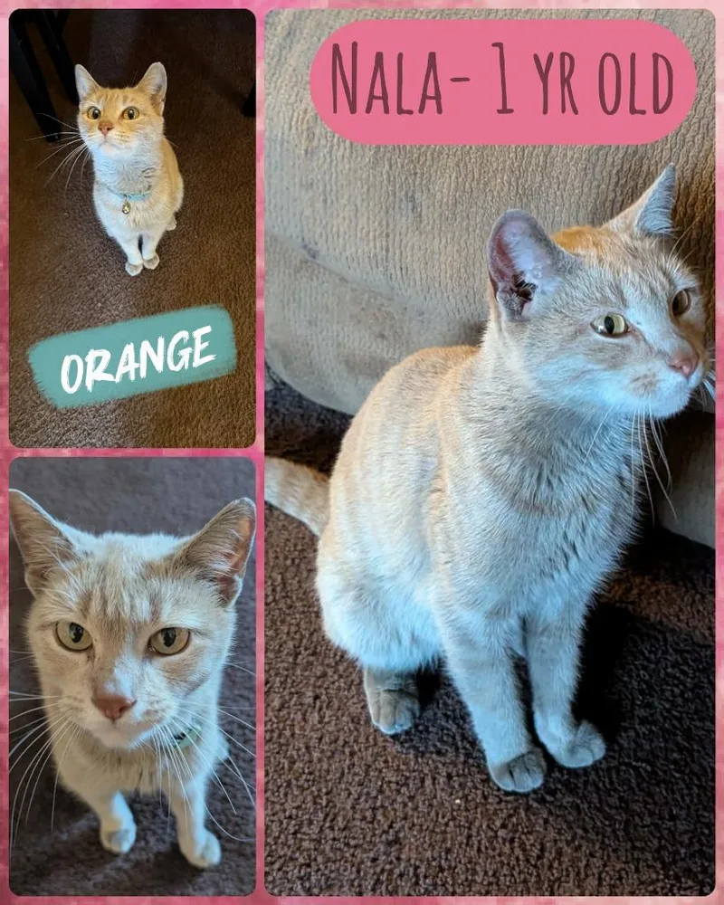 A young small-sized female Domestic Short Hair cat named Nala for adoption in LIberty, NY