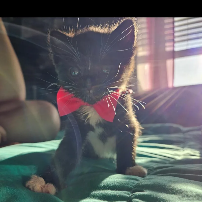 A baby small-sized female Black Domestic Short Hair cat named Sully for adoption in Ashland, OR