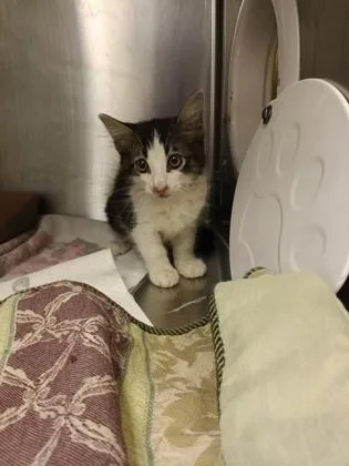 A baby small-sized male Domestic Medium Hair cat named Sams Club for adoption in Independence, MO