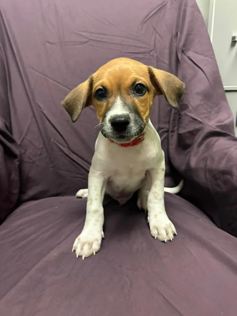 Hank Williams Jr thumbnail 3