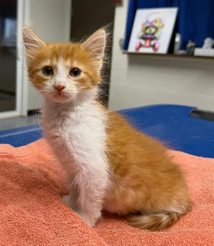 A young small-sized male Domestic Long Hair cat named Conway for adoption in Yankton, SD