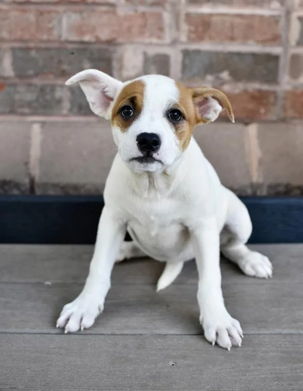 A young large-sized female Pit Bull Terrier dog named Leia for adoption in Canton, GA
