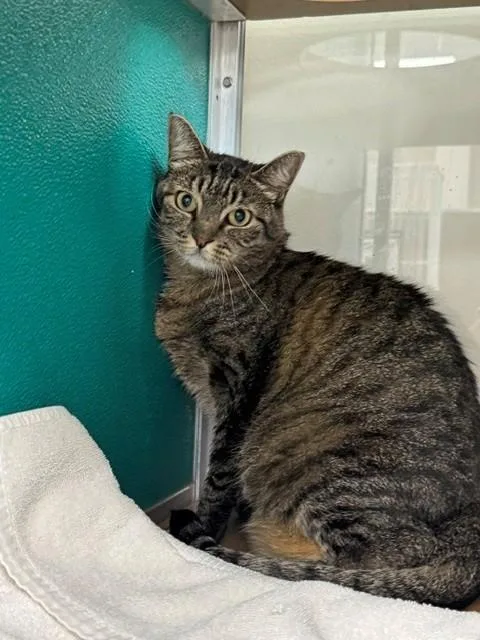 An adult medium-sized female Domestic Short Hair cat named Shelby for adoption in Naples, FL