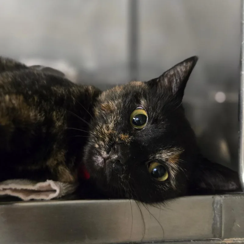 An adult medium-sized female Tortoiseshell Domestic Short Hair cat named Pam Beesly for adoption in San Jacinto, CA