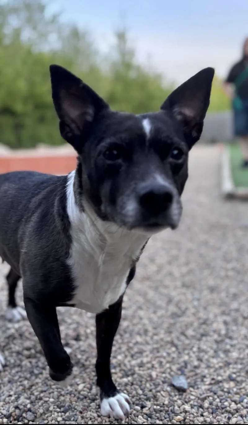 An adult medium-sized female Black Mixed Breed dog named Jelly Bean for adoption in Faribault, MN