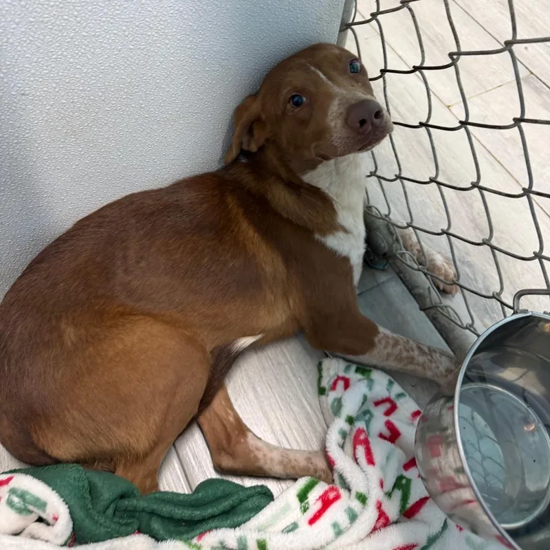 A young medium-sized male Red / Chestnut / Orange Cattle Dog named Chester for adoption in Denison, TX
