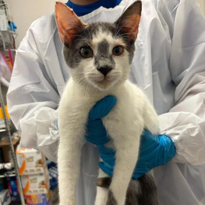 Jigsaw J thumbnail 2