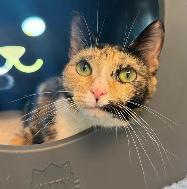 A young small-sized female Domestic Short Hair cat named Julianna for adoption in Leesburg, VA