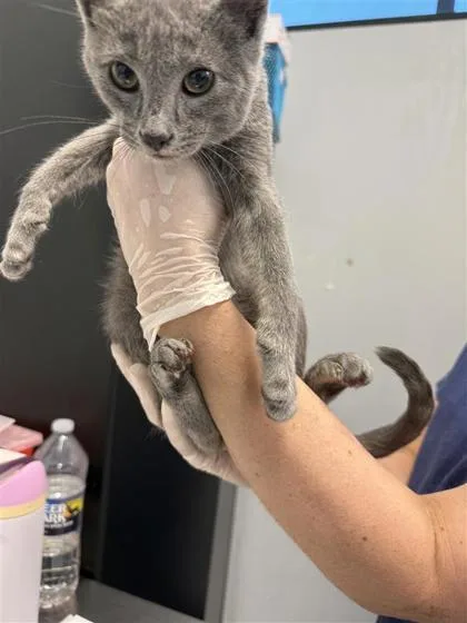 A baby medium-sized male Domestic Short Hair cat named John for adoption in West Chester, PA