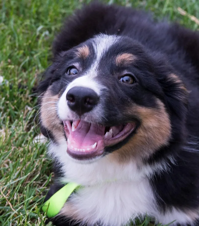 A baby medium-sized male Border Collie dog named Tad for adoption in Havertown, PA