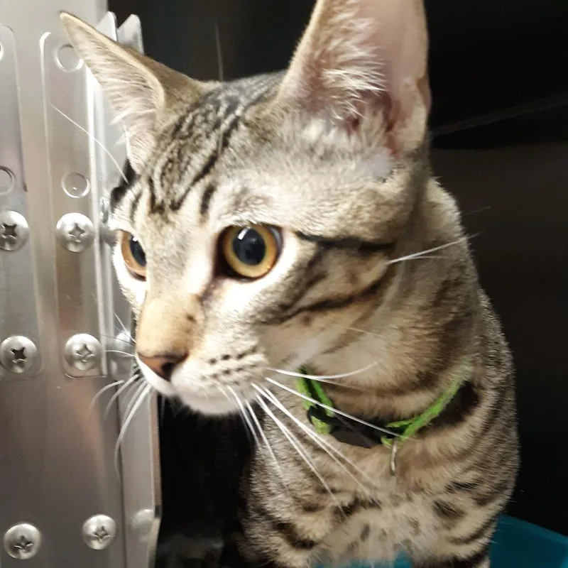 A young medium-sized male Brown / Chocolate Domestic Short Hair cat named Sharpie for adoption in Spokane, WA