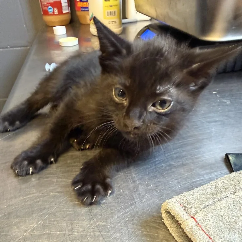 A baby small-sized male Black Domestic Short Hair cat named Moon for adoption in Tuscaloosa, AL