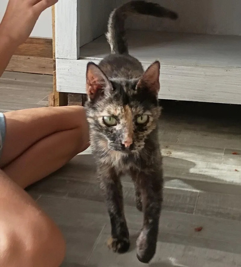 Miss Calico thumbnail 4