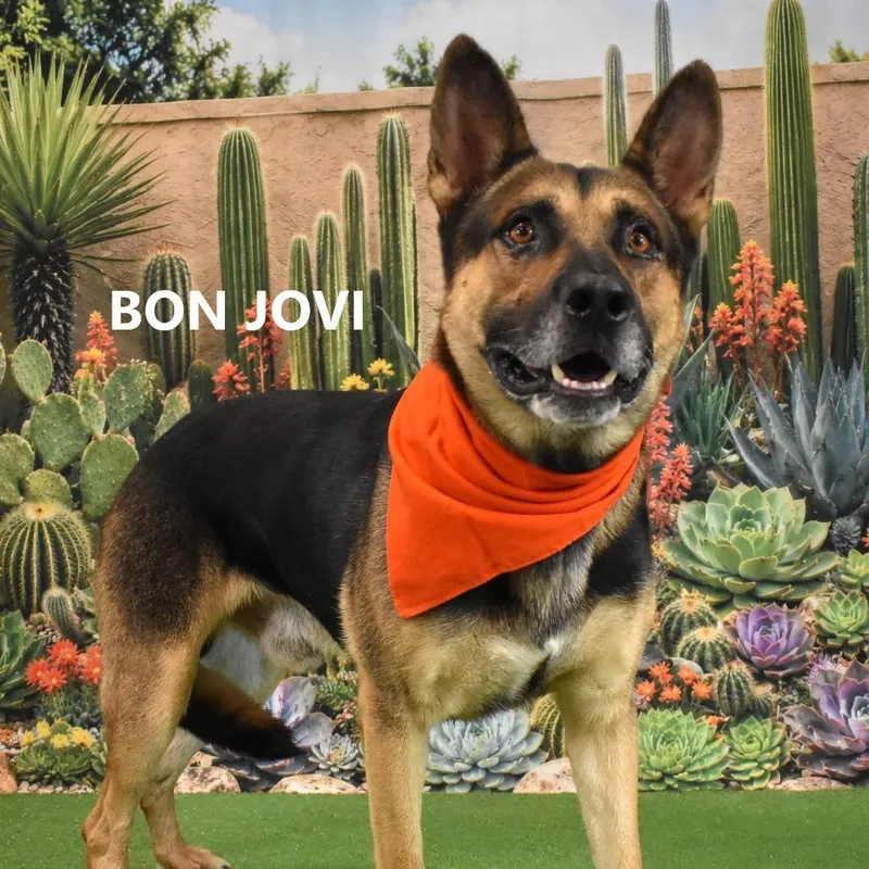 An adult large-sized male German Shepherd Dog dog named Bon Jovi for adoption in Yuma, AZ
