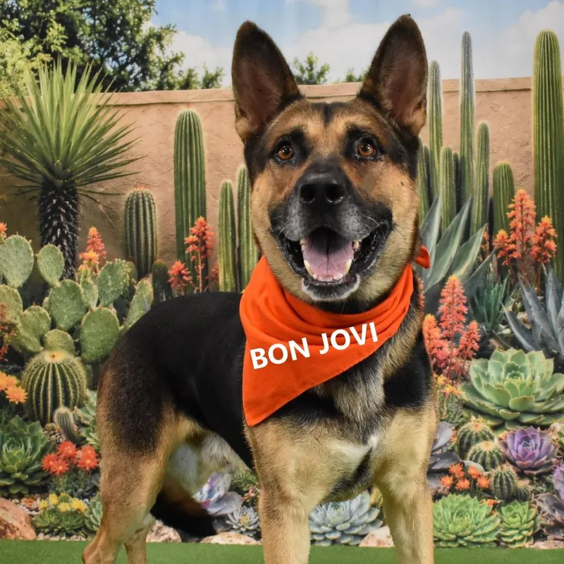 Bon Jovi thumbnail 2
