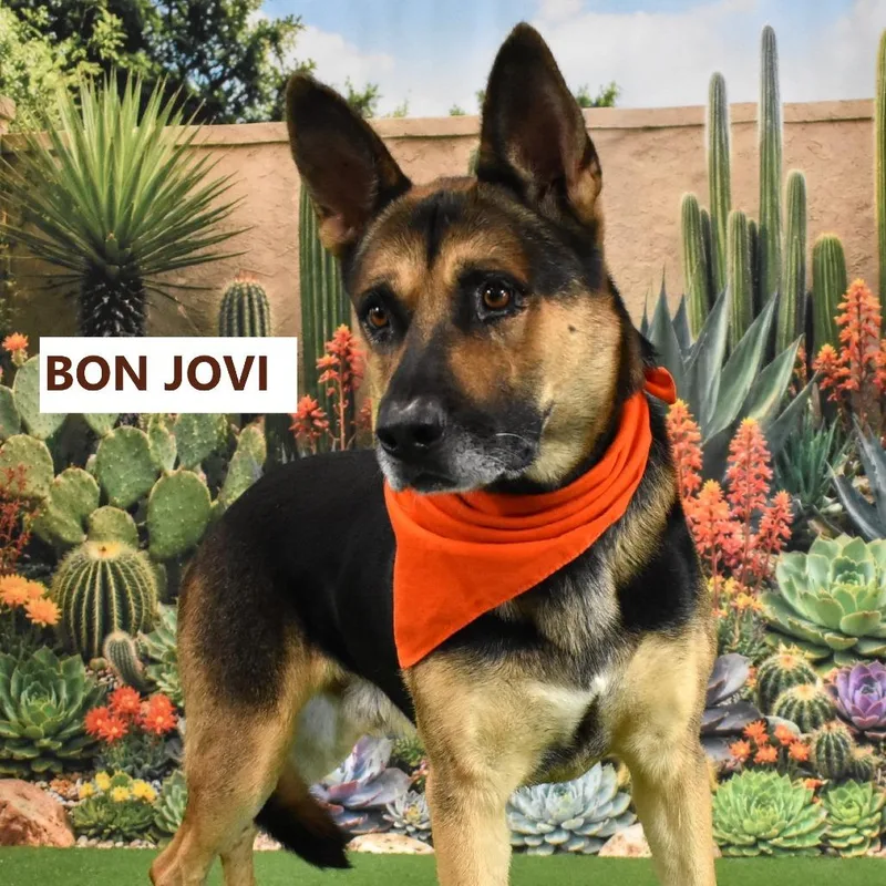 Bon Jovi thumbnail 3