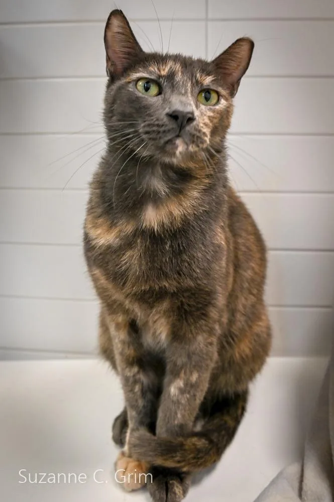 A young medium-sized female Domestic Short Hair cat named Abby for adoption in New Orleans, LA