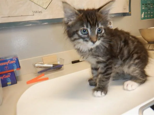 A baby small-sized female Domestic Medium Hair cat named Suzy for adoption in San Jose, CA