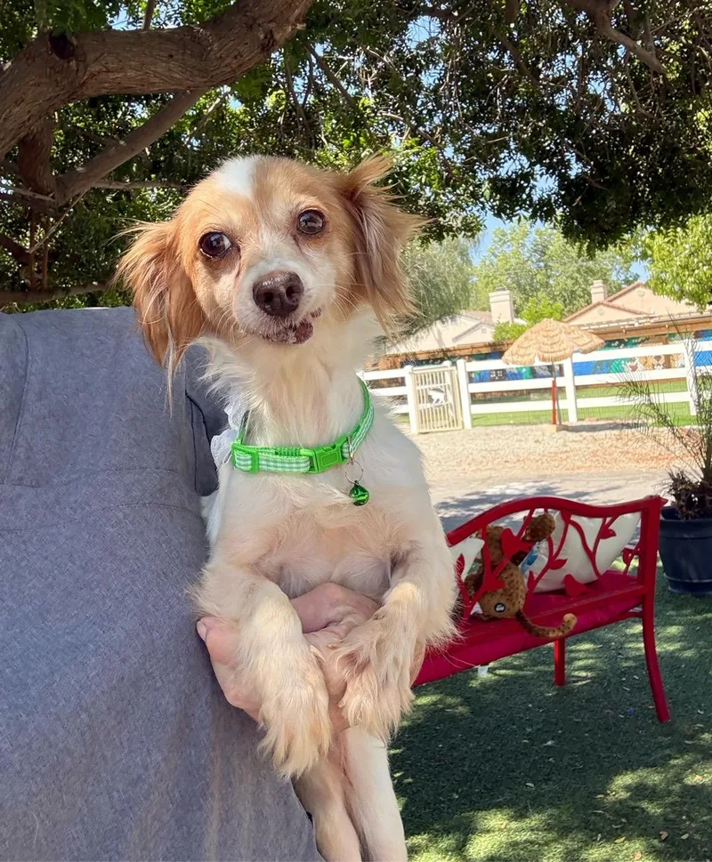 A senior small-sized female White / Cream Papillon dog named Trixie May for adoption in Temecula, CA