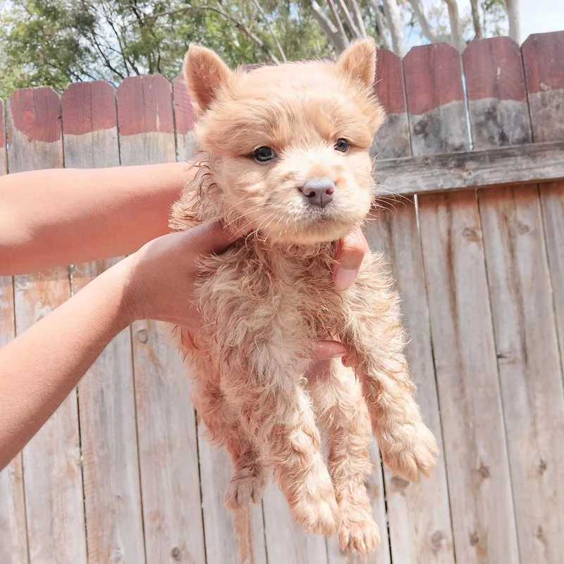 A baby small-sized male Brown / Chocolate Husky dog named Miller for adoption in Riverside, CA