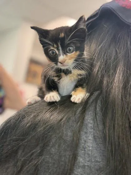 A baby small-sized female Domestic Short Hair cat named Petunia for adoption in Sebec, ME