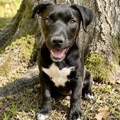 An adult large-sized male Mixed Breed dog named Panther for adoption in Largo, FL
